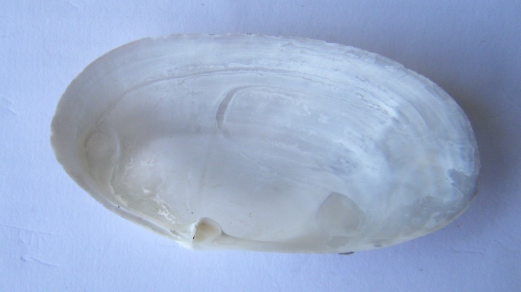 Bivalve 4 = Tapes (Ruditapes) decussatus (Linn, 1758)